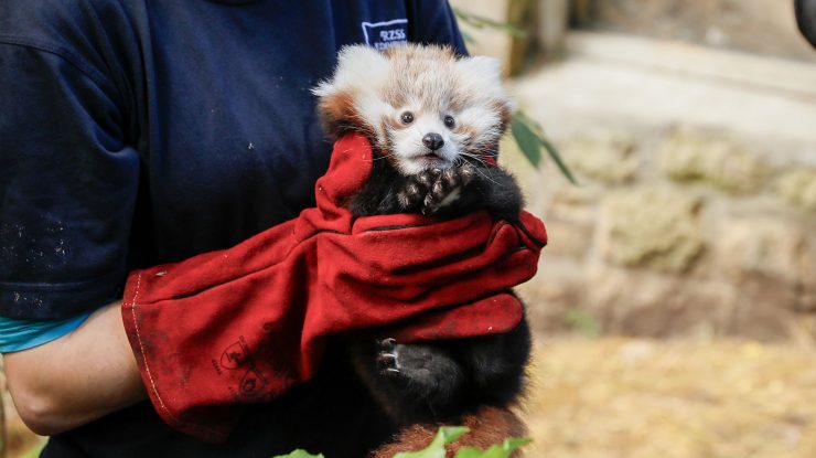 Un pui de panda roșu a murit din cauza stresului provocat de artificii, la o grădină zoologică din Edinburgh