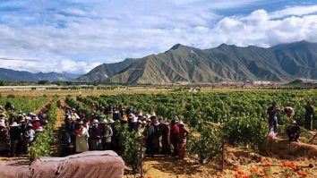 Degustare unică la cea mai înaltă vie din lume. Ce gust are vinul de la 3.563 de metri altitudine