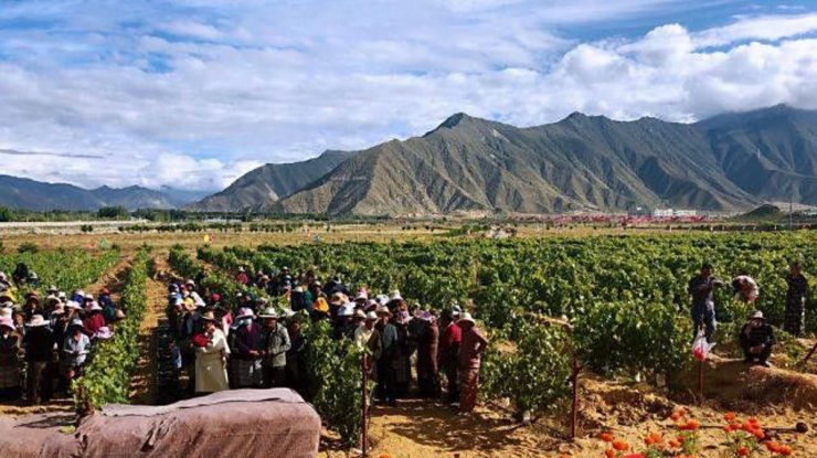 Degustare unică la cea mai înaltă vie din lume. Ce gust are vinul de la 3.563 de metri altitudine