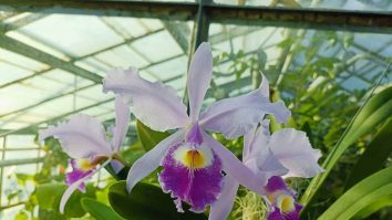 Ce privești azi? Descoperă colecția unică de orhidee la Grădina Botanică din Cluj