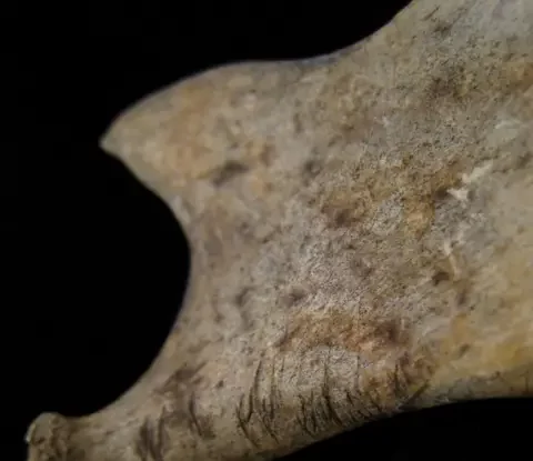 Cercetătorii au făcut noi descoperiri despre Epoca Bronzului. Ce înseamnă noile dovezi despre canibalism