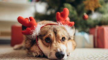 Ce cadouri alegi să oferi de Crăciun? Câinii și pisicile sunt printre cele mai dorite de copii