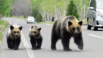 Japonia va permite vânătoarea de urși din cauza înmulțirii acestora