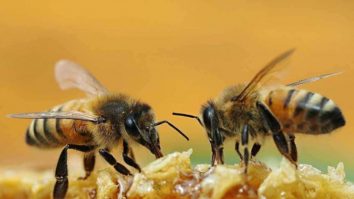 Anglia interzice uciderea albinelor cu pesticide. Cât de nocive sunt aceste substanțe