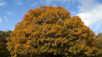 Sibiu aduce inovație în România: Primăria va face „fișa tehnică” a fiecărui copac