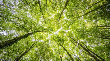 Centuri verzi pentru România: Cum transformă noul Cod Silvic pădurile din Ilfov