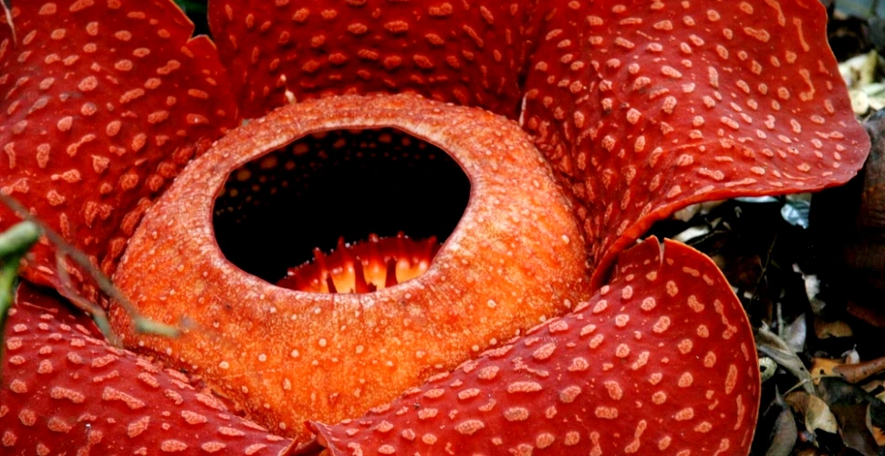 Ce este „Floarea-cadavru”, una dintre cele mai fascinante plante din lume și de unde provine?