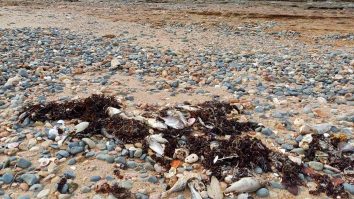 Un val puternic de căldură marină a ucis 30.000 de pești pe coasta australiană Pilbara