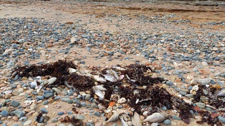 Un val puternic de căldură marină a ucis 30.000 de pești pe coasta australiană Pilbara