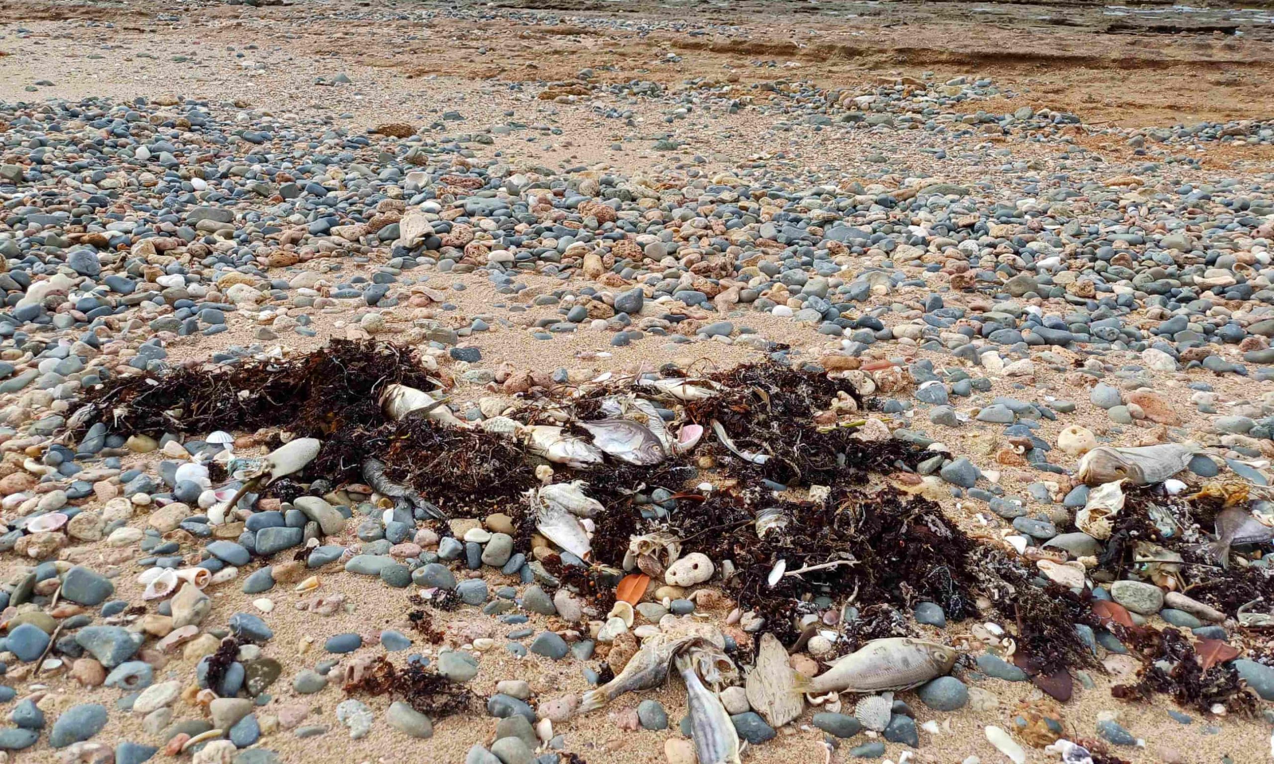 Un val puternic de căldură marină a ucis 30.000 de pești pe coasta australiană Pilbara