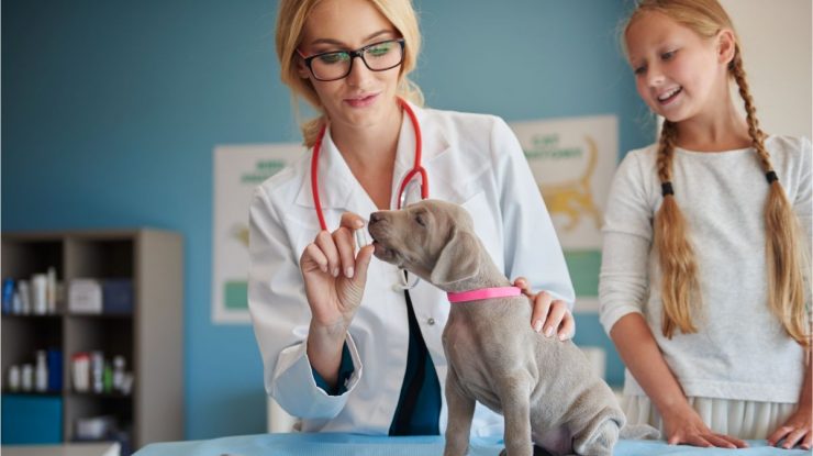 Visul american e de veterinar: Care sunt cele mai bune job-uri din SUA