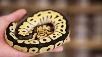 Afaceri cu sânge rece. Un taiwanez le oferă cafea gratuit celor care vin să se „împrietenească” cu un șarpe