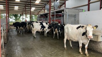 Vacile dintr-o fermă britanică decid singure când să fie mulse de roboți