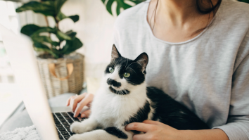 O femeie din China a rămas fără job după ce pisica ei „i-a dat demisia”