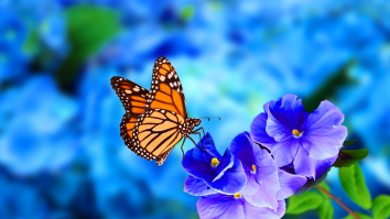 Tehnologia imită și salvează viața: „Aripile robotice”, inspirate de fluturii monarh, ar putea revoluționa Medicina