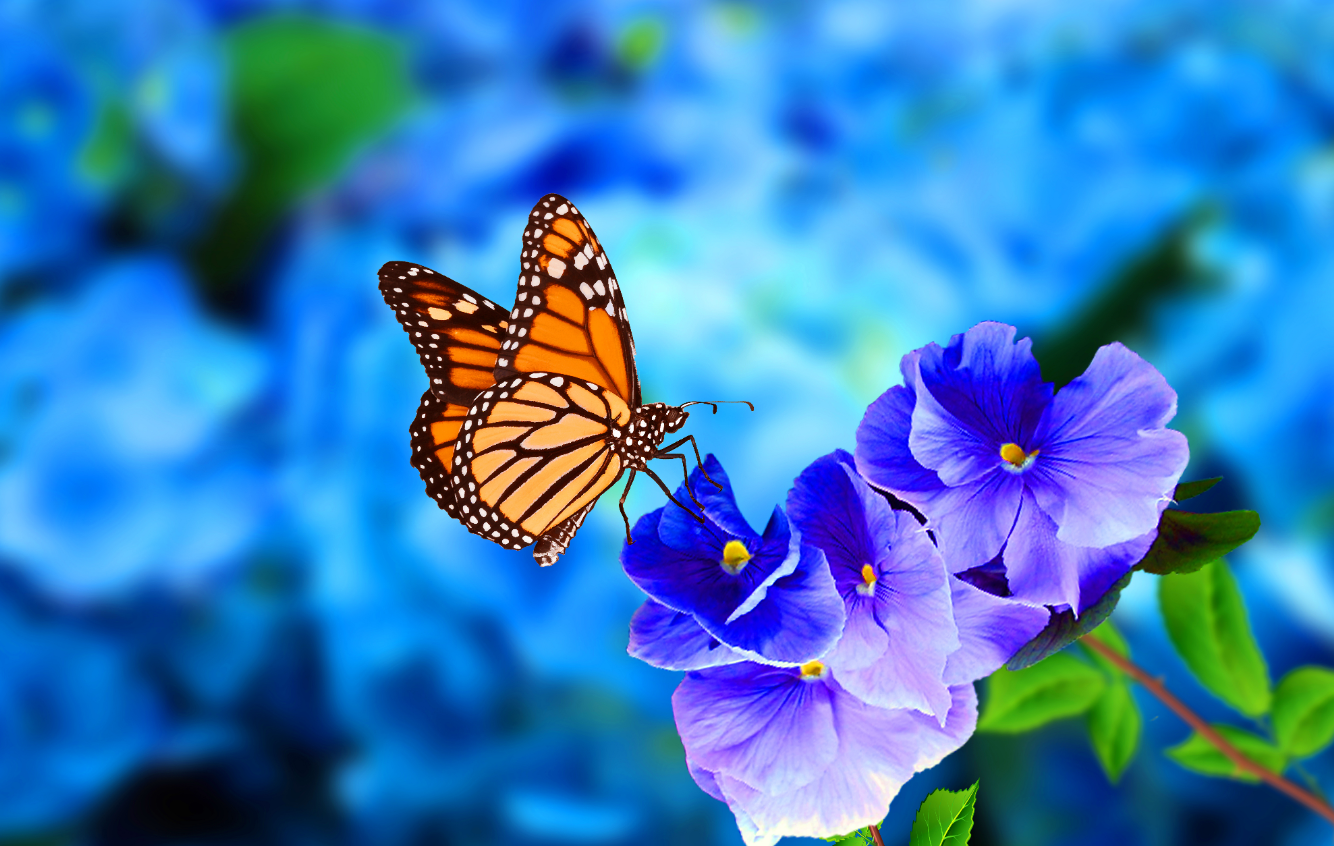 Tehnologia imită și salvează viața: „Aripile robotice”, inspirate de fluturii monarh, ar putea revoluționa Medicina