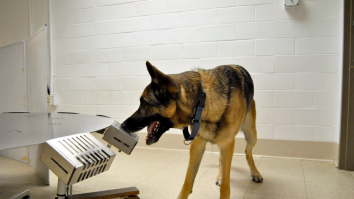 Top 5 rase de câini pe care veterinarul nu ți le recomandă