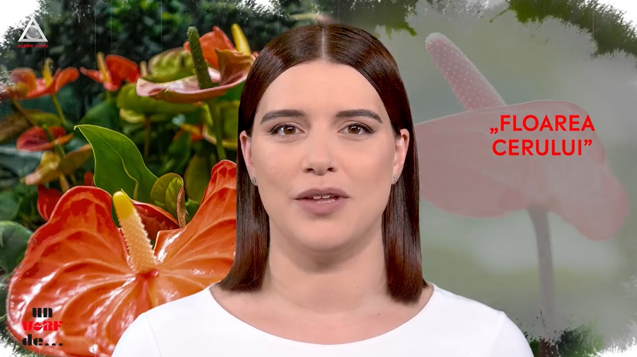 Un vârf de… floare flamingo