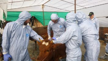 Febra aftoasă cauzează panică în Europa. Marea Britanie a interzis importurile de carne din Germania