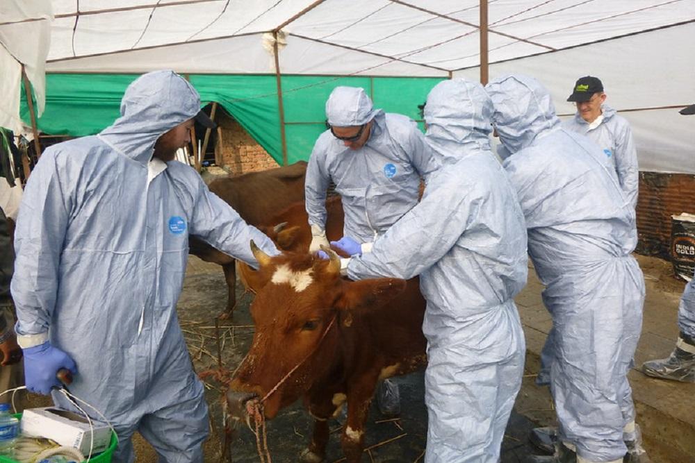 Febra aftoasă cauzează panică în Europa. Marea Britanie a interzis importurile de carne din Germania