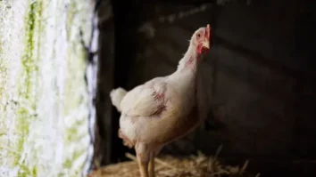 Gripa aviară ar putea evolua într-o nouă pandemie. Ce avertizează experții