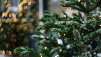 Agenția belgiană a alimentelor cere populației să nu mănânce brazii / Primăria din Gent le-a sugerat locuitorilor câteva rețete culinare făcute din brazii de Crăciun