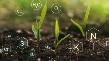 Statele Unite au o nouă armă împotriva Chinei: Plantele hiperacumulatoare