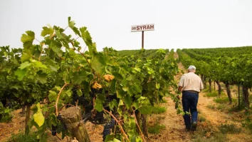 Încălzirea globală transformă viticultura din Europa. Ce soluții adoptă producătorii pentru a face față schimbărilor