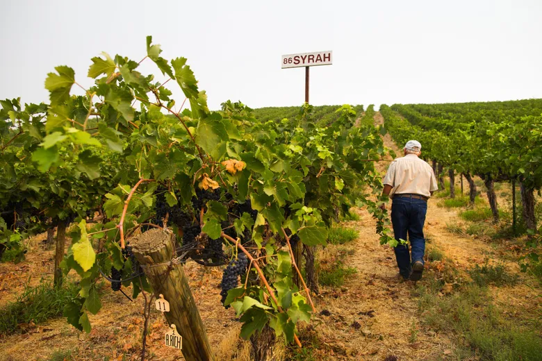 Încălzirea globală transformă viticultura din Europa. Ce soluții adoptă producătorii pentru a face față schimbărilor