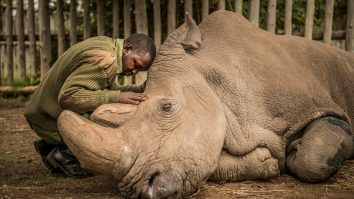 Kangaroo organizează partide tradiționale de vânătoare, dar fără vânat: Tot mai multe specii dispar din lume