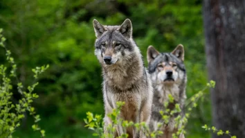 Lupii revin în Scoția: Experții au găsit soluția ecologică pentru salvarea pădurilor