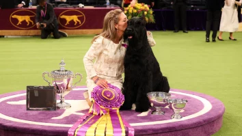 Monty, un schnauzer uriaș, a câștigat marele premiu pentru cel mai frumos câine din lume