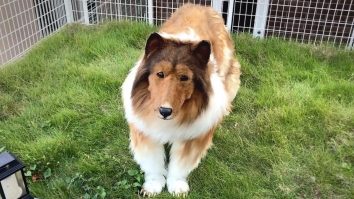 Utilizatorii TikTok își transformă animalele în oameni cu ajutorul Inteligenței Artificiale