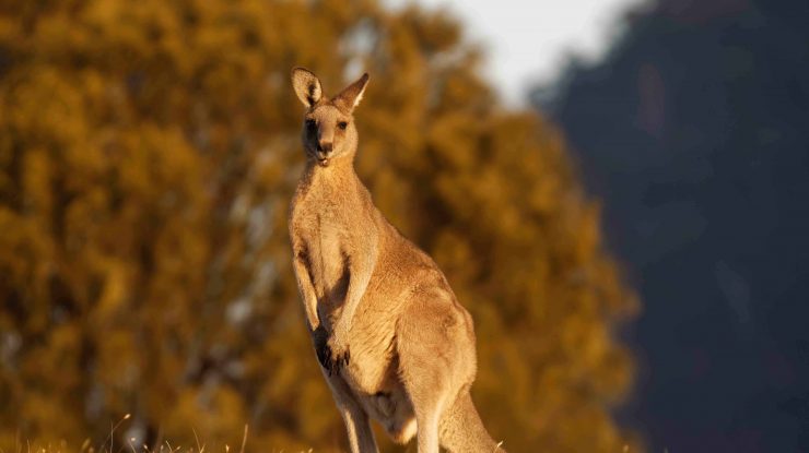 Oamenii de știință din Australia au creat primul embrion de cangur din lume folosind fertilizarea in vitro (FIV)