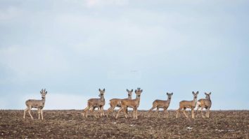 Cătălin Urdoi a surprins un cârd de 100 de căprioare în Bucovina: „Nu există cuvinte să descriu ce am văzut”