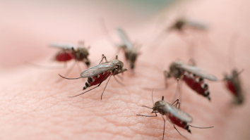 Oficialii din Filipine recompensează cetățenii pentru capturarea țânțarilor