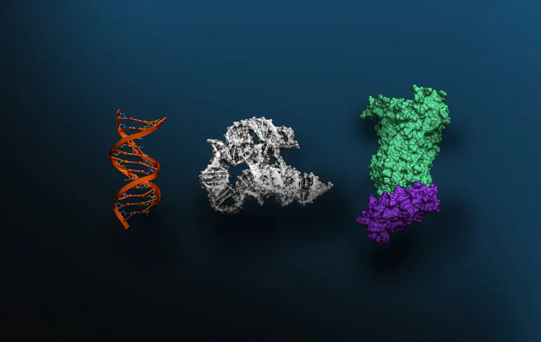 NVIDIA a creat „Evo 2”, cel mai mare A.I. pentru Biologie. Noul model poate identifica mutațiile care provoacă boli în genele umane