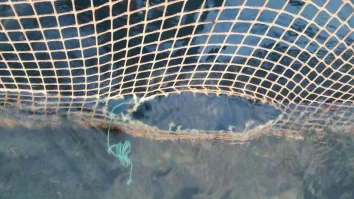 Un crescător de somoni din Norvegia a pierdut aproape 30.000 de pești. Cât de mare este recompensa