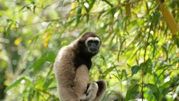 Consumul din țările bogate distruge 13% din biodiversitatea globală. Ce impact are fenomenul asupra speciilor de animale