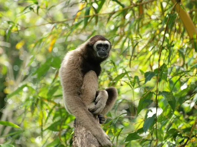 Consumul din țările bogate distruge 13% din biodiversitatea globală. Ce impact are fenomenul asupra speciilor de animale