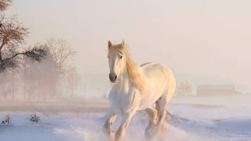 Un cal alb din China, care a murit după ce a salvat un om care se îneca, va primi o statuie în onoarea sa lângă un râu