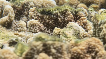 Telefoanele Samsung contribuie la monitorizarea recifelor de corali cu ajutorul camerelor foto. Ce este proiectul SeaClear