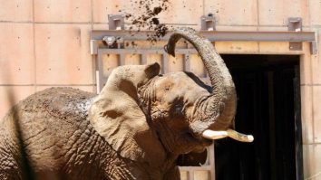 „Cel mai trist elefant din lume” primește condiții mai bune la zoo. Ce decizie a luat Curtea Supremă din Mexic