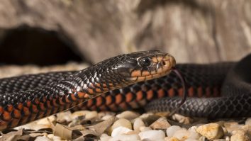 Peste 100 de șerpi veninoși au fost găsiți într-o curte din Sydney. Ce spun cei care i-au descoperit