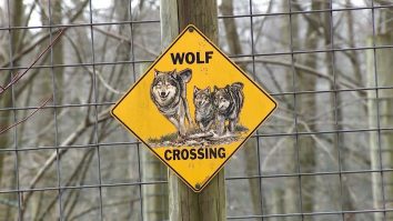 Un adăpost de animale sălbatice din Pennsylvania te lasă să te descarci pe fostul partener. Pentru 5 dolari, poți să „îl dai lupilor”