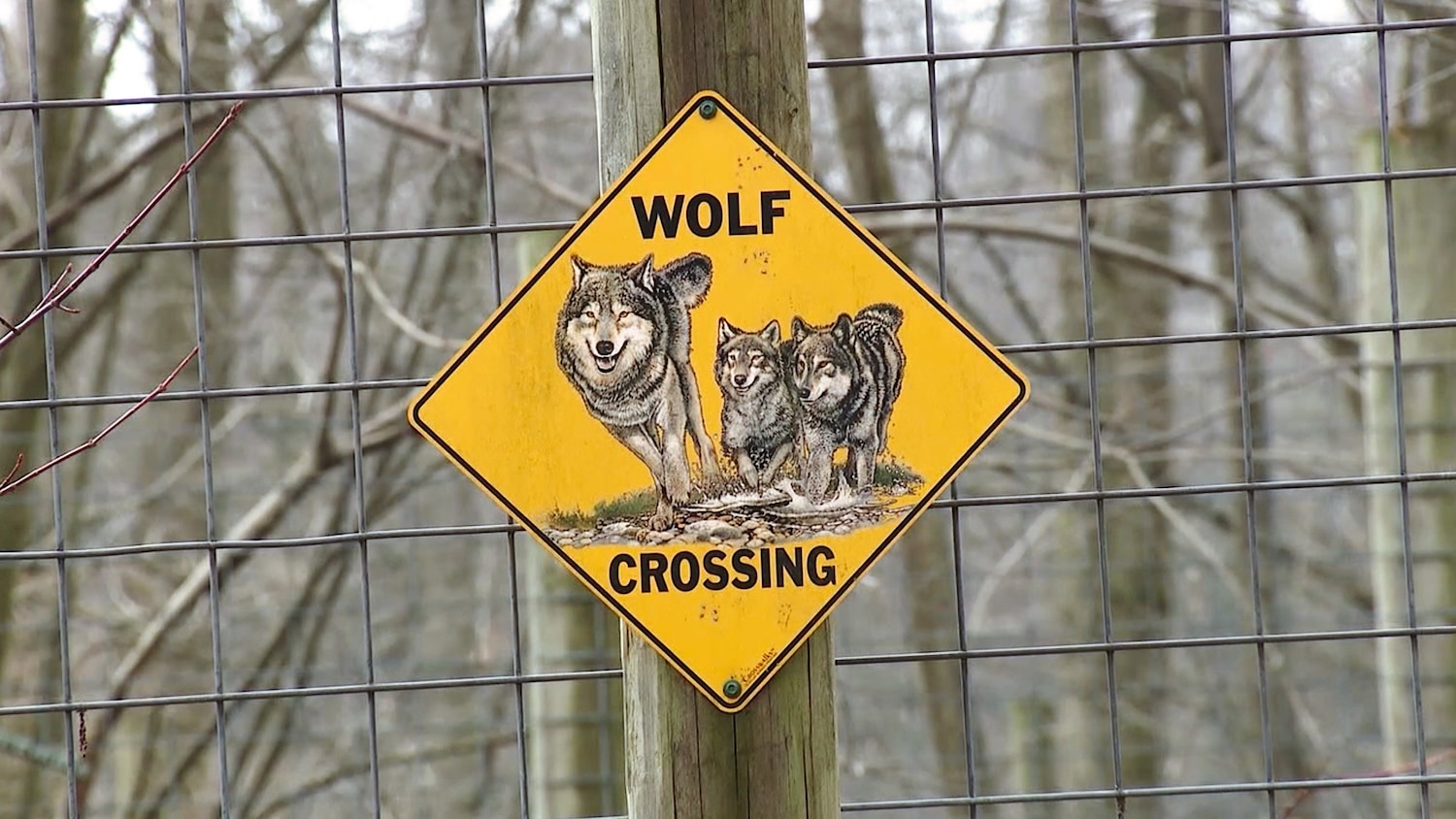 Un adăpost de animale sălbatice din Pennsylvania te lasă să te descarci pe fostul partener. Pentru 5 dolari, poți să „îl dai lupilor”