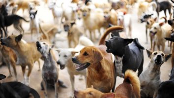 Primăria din Sydney cere câinilor să nu mai latre… în scris: Localnicii râd în hohote la panourile amplasate