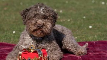 Care e cel mai iubit câine din Marea Britanie: Regele Charles a primit un pui de Lagotto Romagnolo