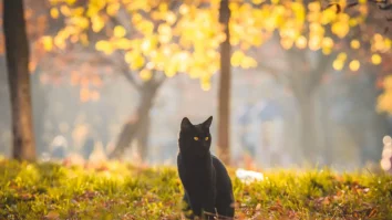 Superstițiile care încă se păstrează și azi: Ce fac europenii pentru a evita ghinionul