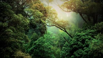 Brazilia taie pădurea Amazoniană pentru o autostradă destinată COP30